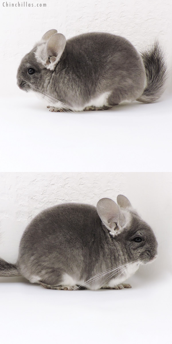 Chinchilla or related item offered for sale or export on Chinchillas.com - 17110 Show Quality TOV Violet Female Chinchilla