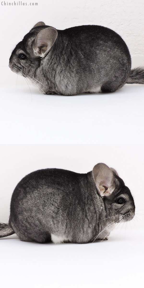 Chinchilla or related item offered for sale or export on Chinchillas.com - 17114 Extra Large Blocky Premium Production Quality Standard Female Chinchilla
