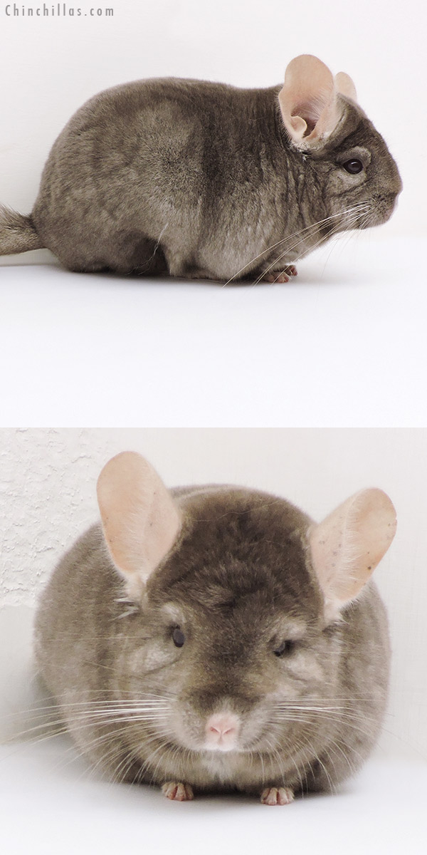 Chinchilla or related item offered for sale or export on Chinchillas.com - 17115 Large Blocky Premium Production Quality Tan Female Chinchilla