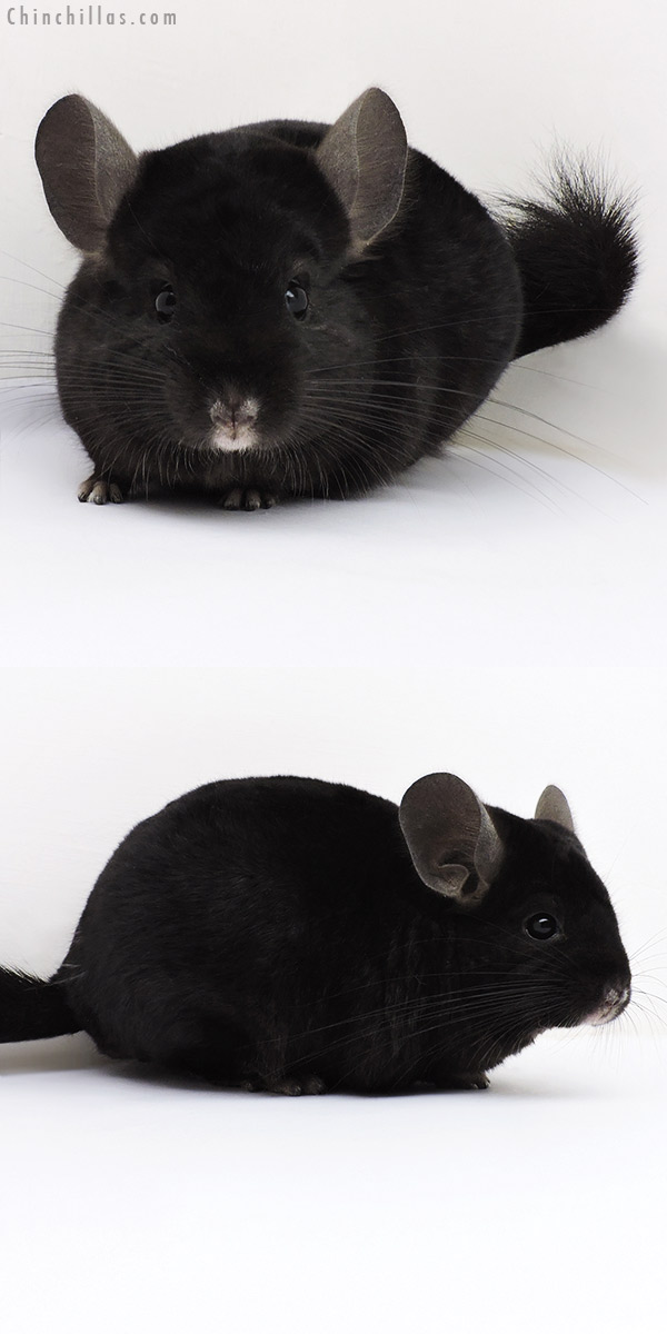 Chinchilla or related item offered for sale or export on Chinchillas.com - 17044 Ebony ( Locken Carrier ) Male Chinchilla