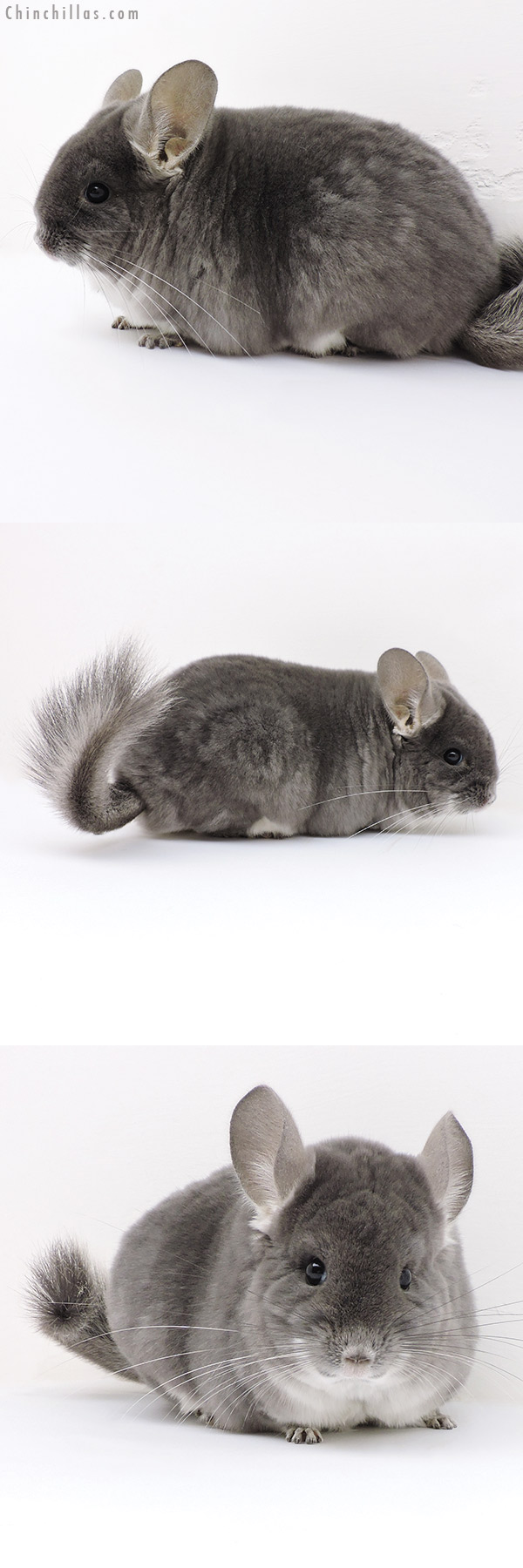 Chinchilla or related item offered for sale or export on Chinchillas.com - 17119 Large Show Quality TOV Violet Female Chinchilla