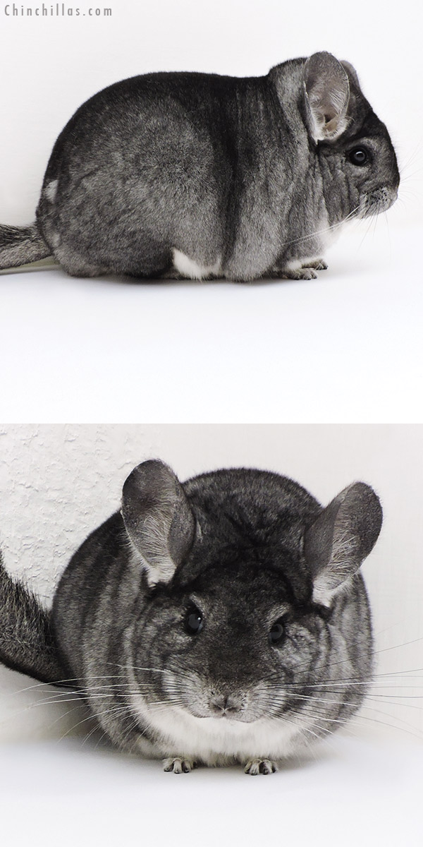 Chinchilla or related item offered for sale or export on Chinchillas.com - 17120 Large Blocky Premium Production Quality Standard Female Chinchilla