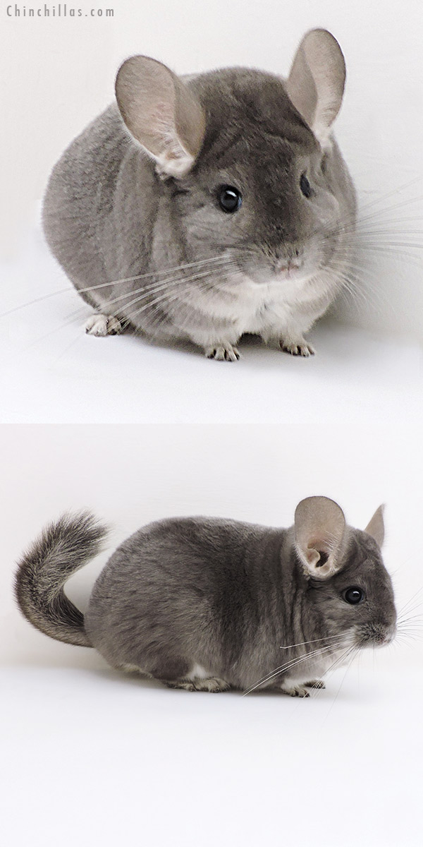 Chinchilla or related item offered for sale or export on Chinchillas.com - 17118 Show Quality Violet Female Chinchilla
