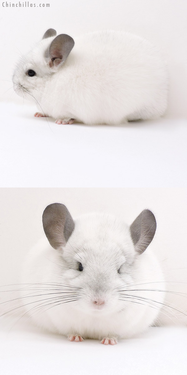 Chinchilla or related item offered for sale or export on Chinchillas.com - 17122 Show Quality Predominantly White Female Chinchilla