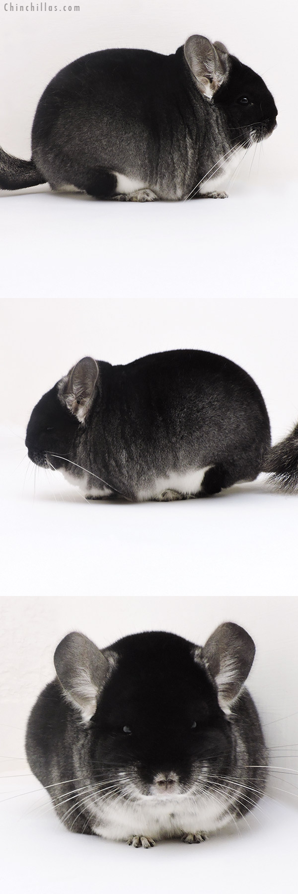 Chinchilla or related item offered for sale or export on Chinchillas.com - 17128 Blocky Brevi Type Show Quality Black Velvet Male Chinchilla