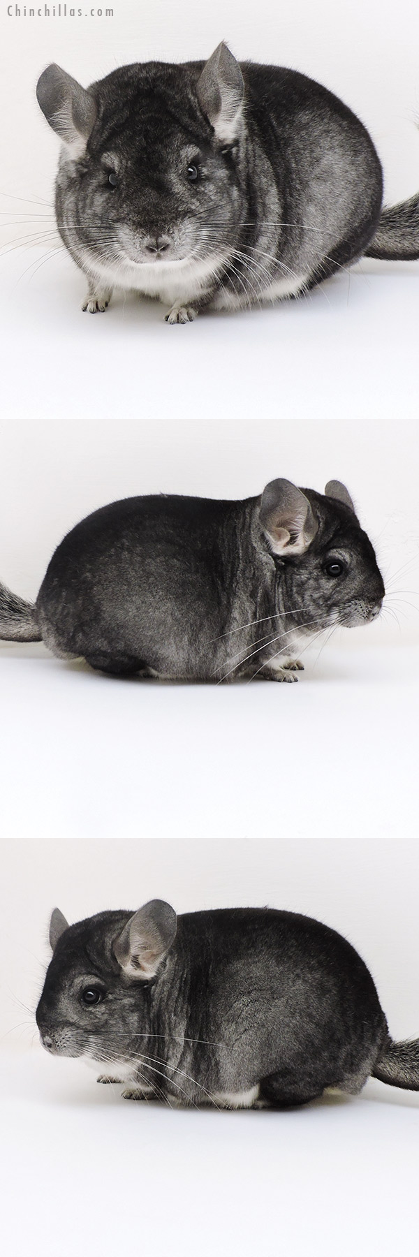 Chinchilla or related item offered for sale or export on Chinchillas.com - 17131 Large Blocky Herd Improvement Quality Standard Male Chinchilla