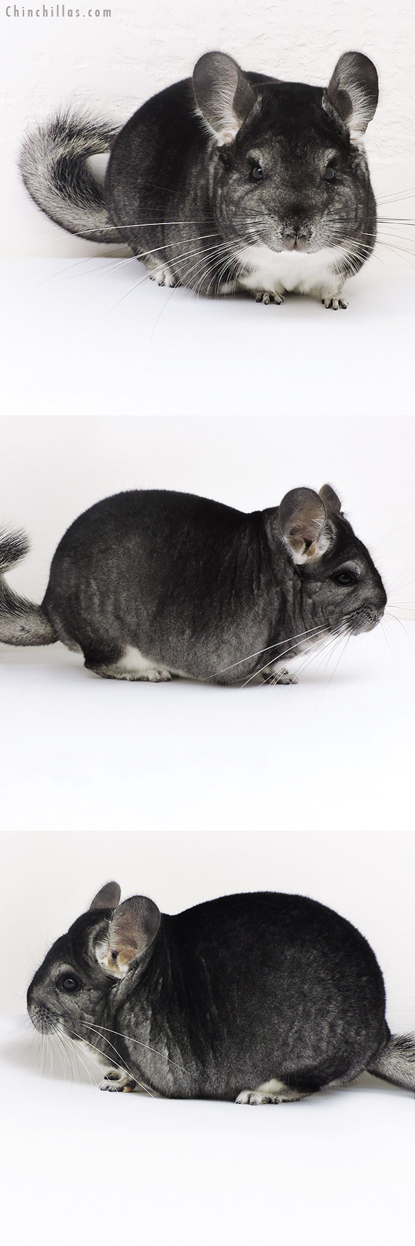 Chinchilla or related item offered for sale or export on Chinchillas.com - 17132 Large Herd Improvement Quality Standard Male Chinchilla