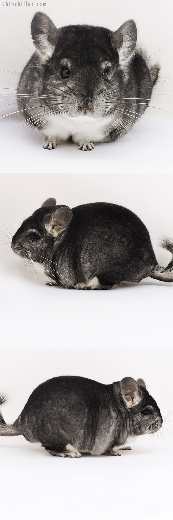 Chinchilla or related item offered for sale or export on Chinchillas.com - 17133 Blocky Herd Improvement Quality Standard Male Chinchilla