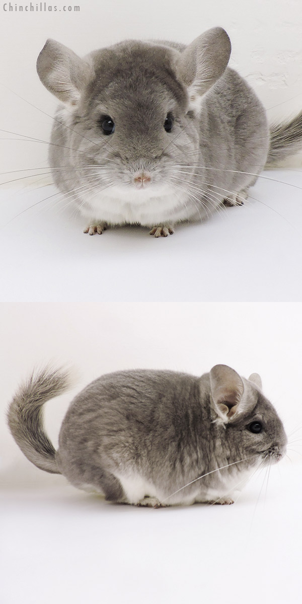 Chinchilla or related item offered for sale or export on Chinchillas.com - 17137 Large Blocky Premium Production Quality Violet Fading White Female Chinchilla