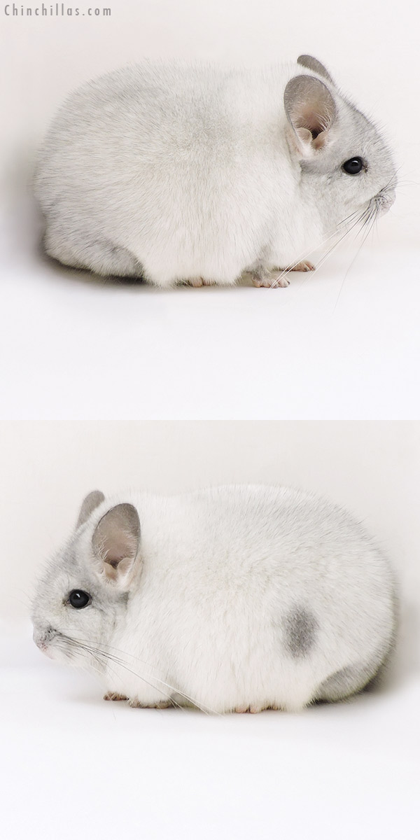 Chinchilla or related item offered for sale or export on Chinchillas.com - 17138 Blocky Show Quality Silver Mosaic Female Chinchilla