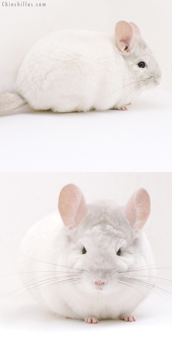 Chinchilla or related item offered for sale or export on Chinchillas.com - 17124 Blocky Premium Production Quality Pink White Female Chinchilla
