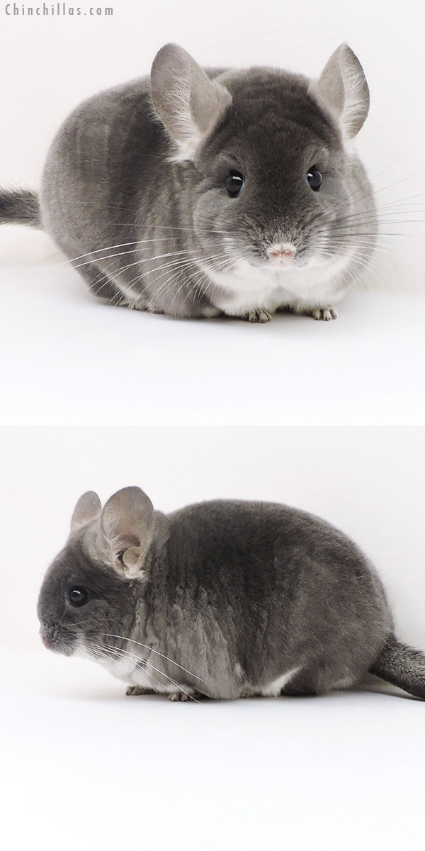 Chinchilla or related item offered for sale or export on Chinchillas.com - 17129 Show Quality TOV Violet Female Chinchilla