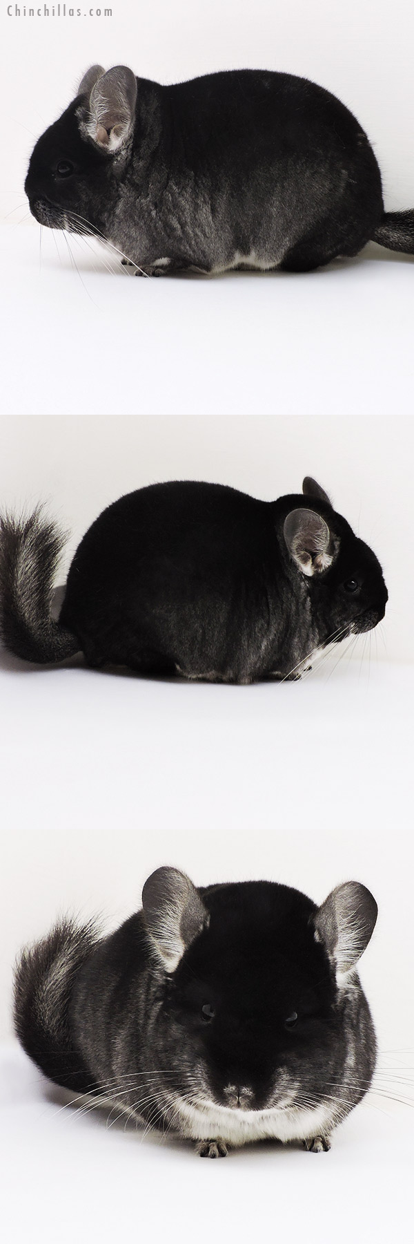 Chinchilla or related item offered for sale or export on Chinchillas.com - 17144 Large Blocky Brevi Type Herd Improvement Quality Black Velvet Male Chinchilla