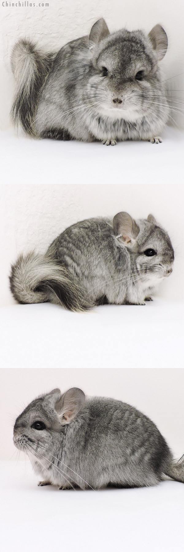 Chinchilla or related item offered for sale or export on Chinchillas.com - 17141 Standard  Royal Persian Angora Male Chinchilla with Lion Mane