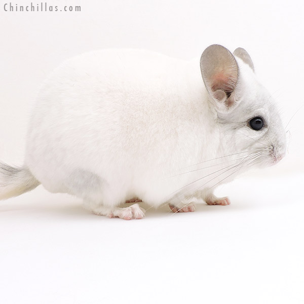Chinchilla or related item offered for sale or export on Chinchillas.com - 17142 Herd Improvement Quality Violet & White Mosaic Male Chinchilla