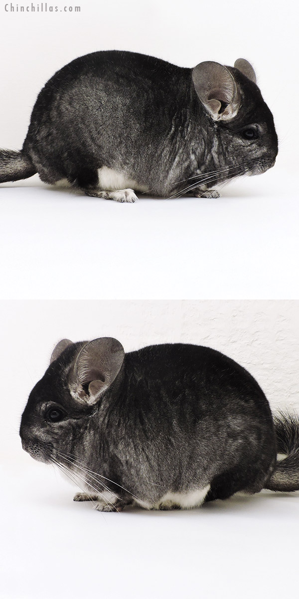 Chinchilla or related item offered for sale or export on Chinchillas.com - 17148 Large Blocky Herd Improvement Quality Standard Male Chinchilla