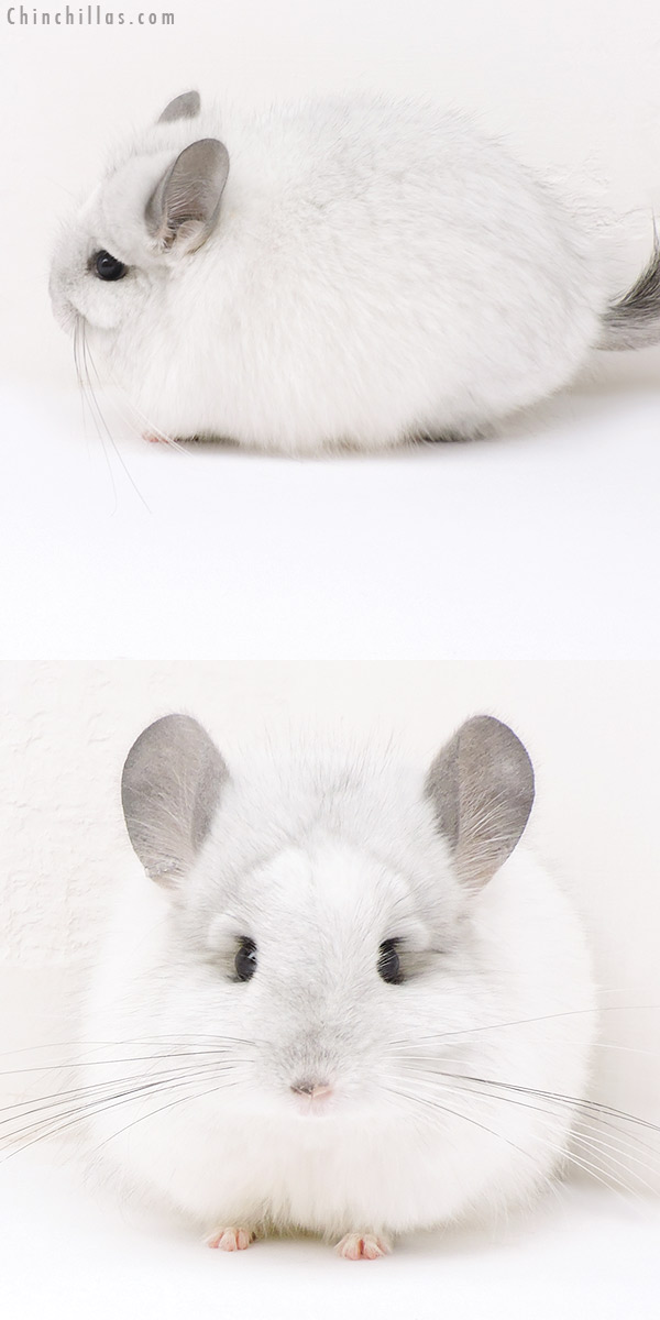 Chinchilla or related item offered for sale or export on Chinchillas.com - 17135 Exceptional White Mosaic  Royal Persian Angora Female Chinchilla