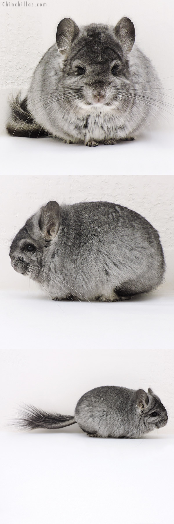 Chinchilla or related item offered for sale or export on Chinchillas.com - 17152 Exceptional Standard  Royal Persian Angora Female Chinchilla