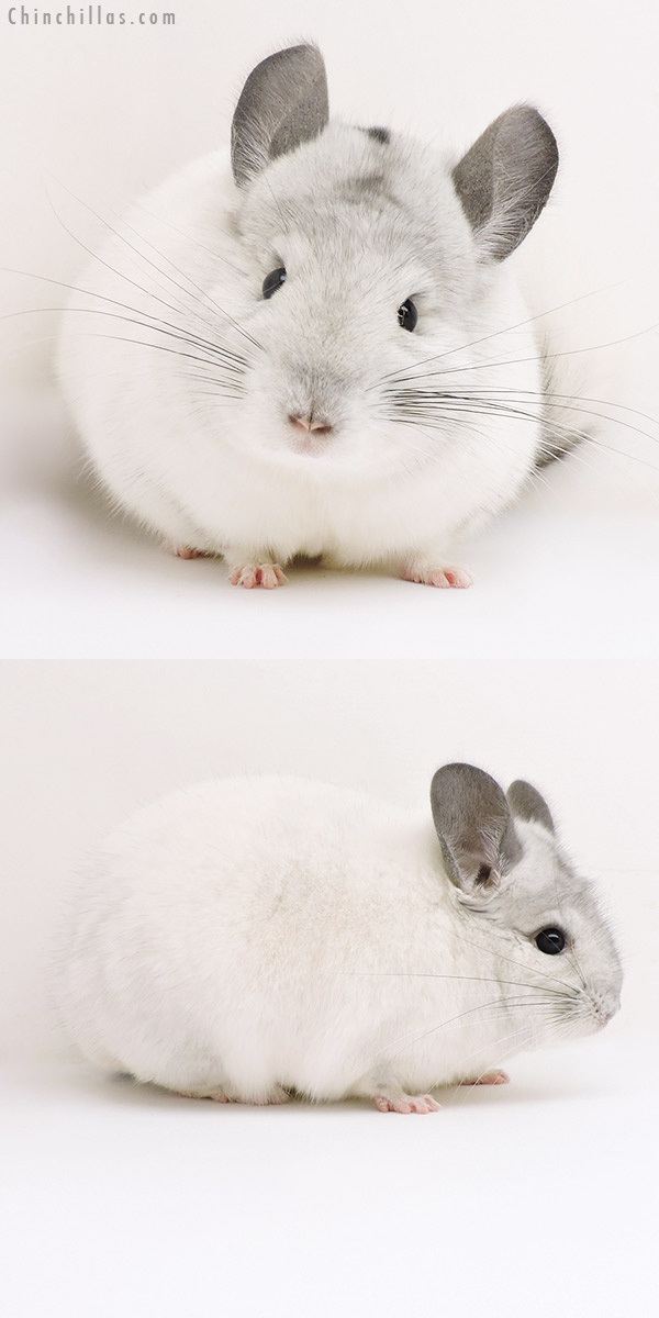 Chinchilla or related item offered for sale or export on Chinchillas.com - 17127 Show Quality White Mosaic Male Chinchilla
