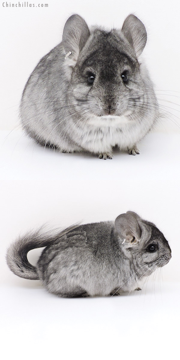 Chinchilla or related item offered for sale or export on Chinchillas.com - 17134 Standard ( Ebony Carrier )  Royal Persian Angora Female Chinchilla