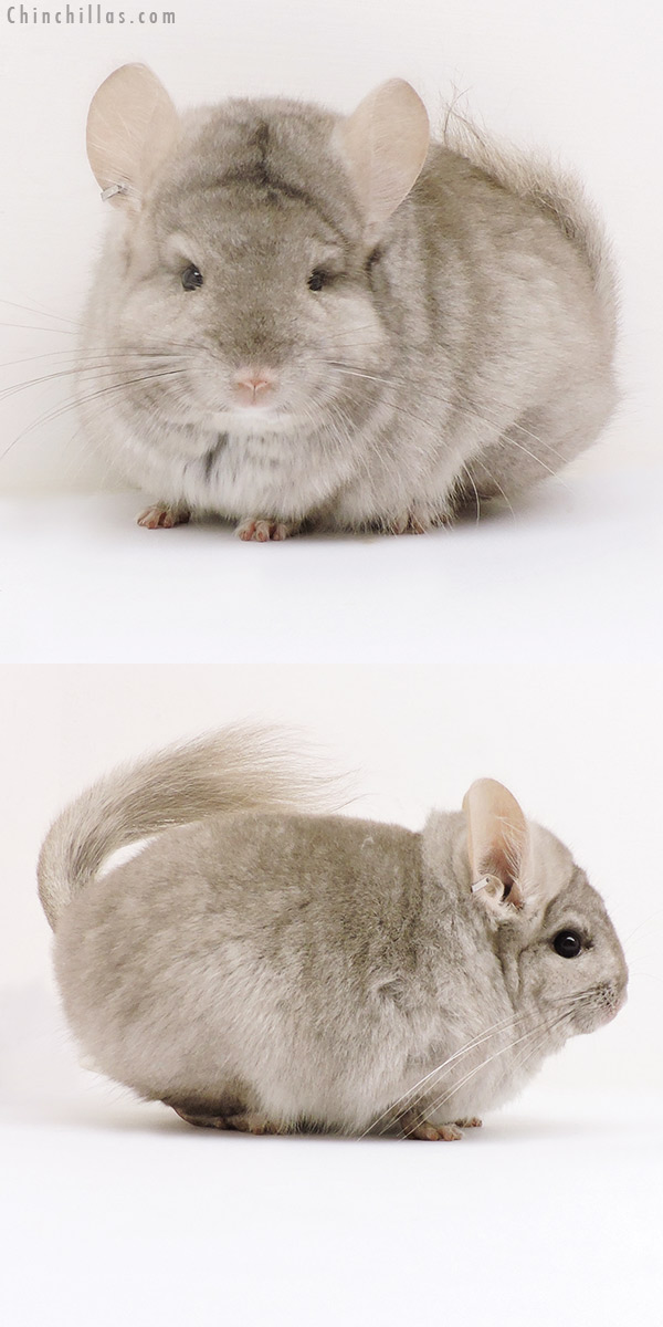 Chinchilla or related item offered for sale or export on Chinchillas.com - 17153 Exceptional Beige ( Ebony Carrier )  Royal Persian Angora Female Chinchilla
