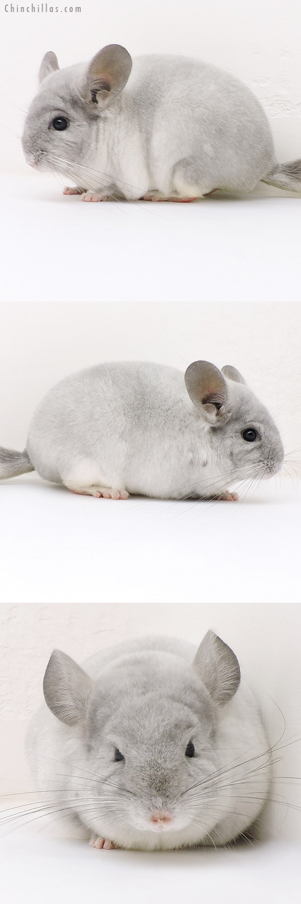 Chinchilla or related item offered for sale or export on Chinchillas.com - 17156 Show Quality TOV Violet & White Mosaic Female Chinchilla