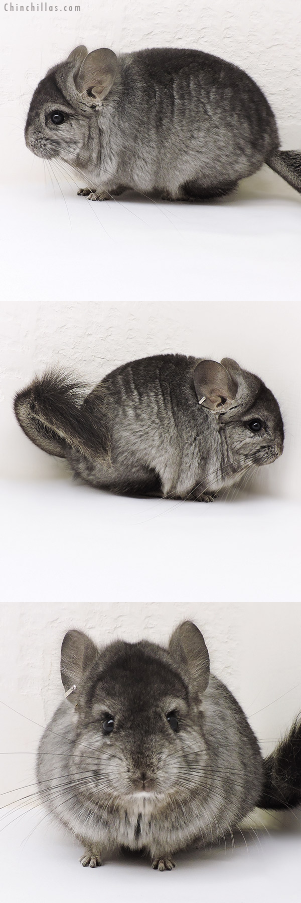 Chinchilla or related item offered for sale or export on Chinchillas.com - 17149 Ebony  Royal Persian Angora Male Chinchilla
