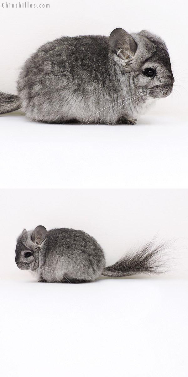 Chinchilla or related item offered for sale or export on Chinchillas.com - 17154 Standard  Royal Persian Angora Female Chinchilla
