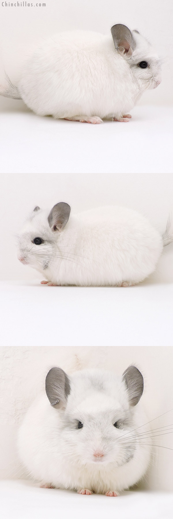 Chinchilla or related item offered for sale or export on Chinchillas.com - 17151 Exceptional White Mosaic  Royal Persian Angora Female Chinchilla