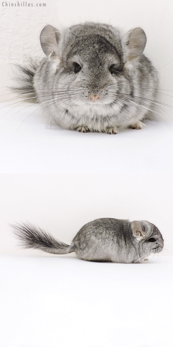 Chinchilla or related item offered for sale or export on Chinchillas.com - 17157 Standard ( Violet Carrier )  Royal Persian Angora Female Chinchilla