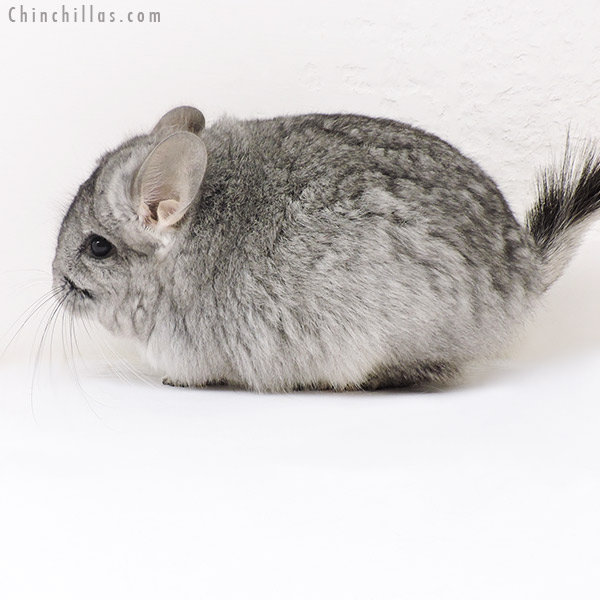 Chinchilla or related item offered for sale or export on Chinchillas.com - 17136 Standard ( Violet Carrier )  Royal Persian Angora Female Chinchilla