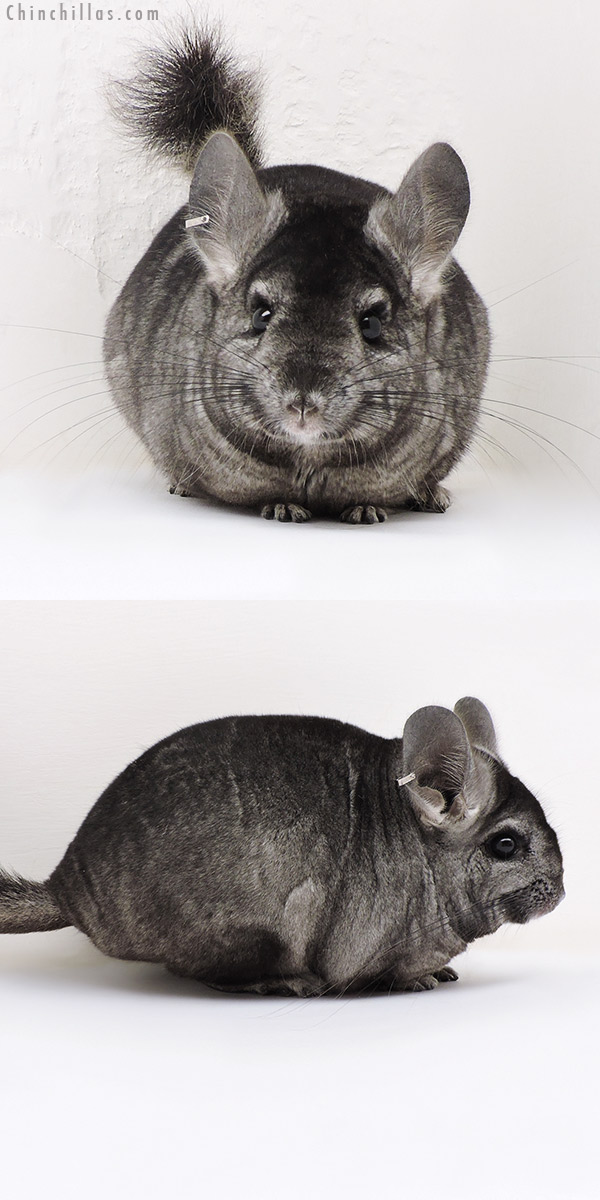 Chinchilla or related item offered for sale or export on Chinchillas.com - 17150 Ebony ( Locken &  Royal Persian Angora Carrier ) Female Chinchilla