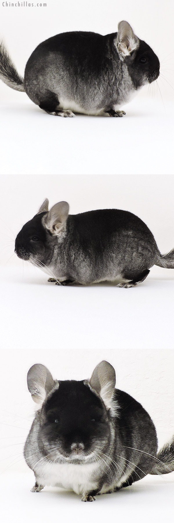 Chinchilla or related item offered for sale or export on Chinchillas.com - 17155 Black Velvet (  Royal Persian Angora & Ebony Carrier ) Female Chinchilla
