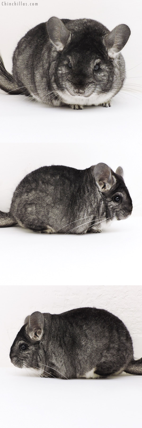 Chinchilla or related item offered for sale or export on Chinchillas.com - 17166 Premium Production Quality Standard Female Chinchilla