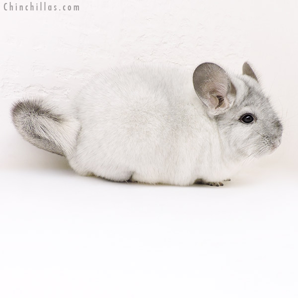 Chinchilla or related item offered for sale or export on Chinchillas.com - 17164 Large Show Quality Silver Mosaic Female Chinchilla