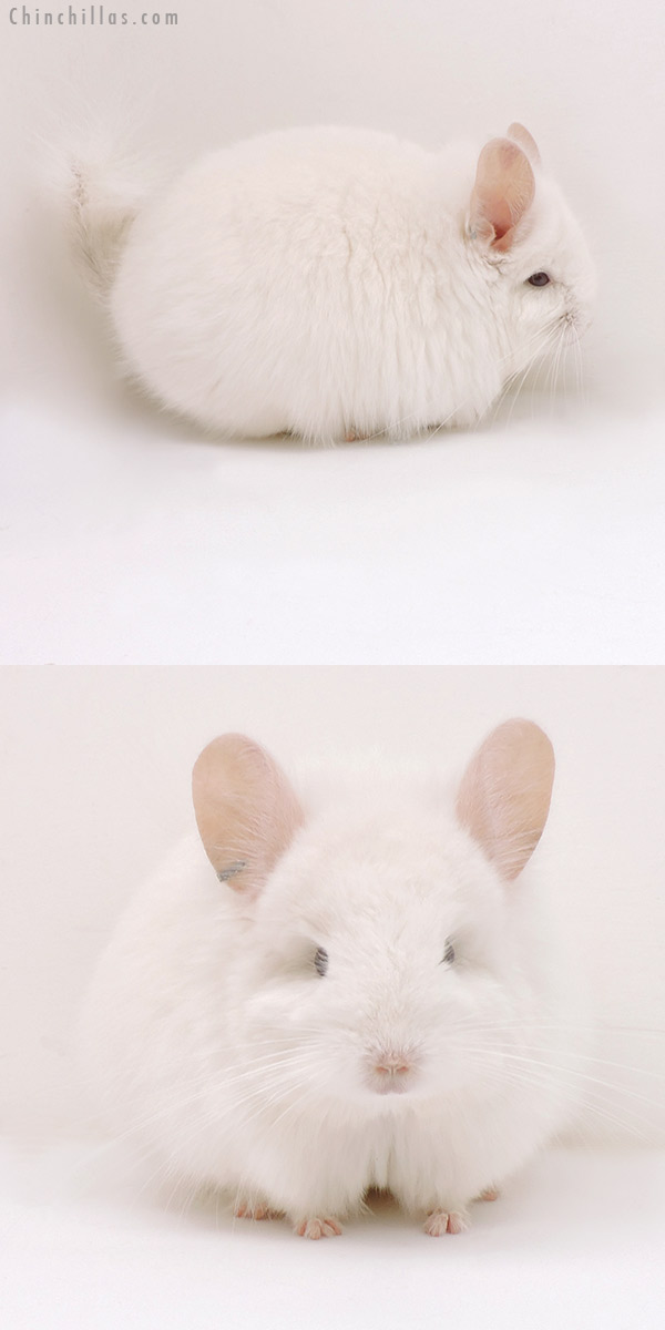 Chinchilla or related item offered for sale or export on Chinchillas.com - 17172 Exceptional Pink White  Royal Persian Angora Male Chinchilla