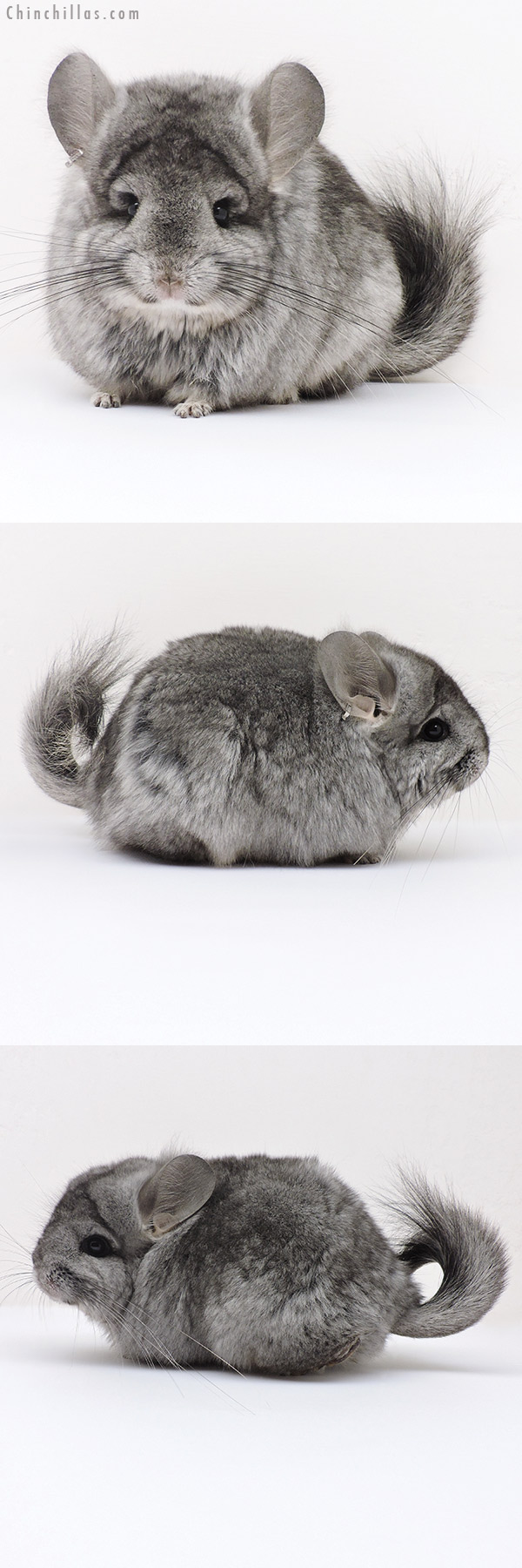 Chinchilla or related item offered for sale or export on Chinchillas.com - 17179 Standard  Royal Persian Angora ( Ebony & Locken Carrier ) Female Chinchilla