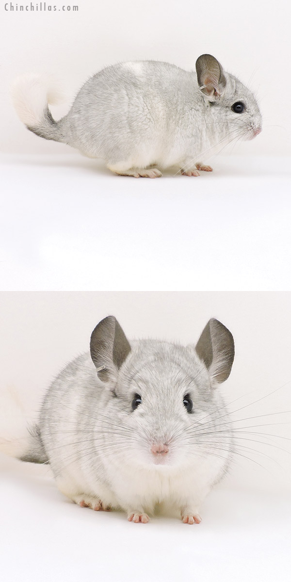 Chinchilla or related item offered for sale or export on Chinchillas.com - 17213 Silver Mosaic (  Royal Persian Angora Carrier ) Male Chinchilla