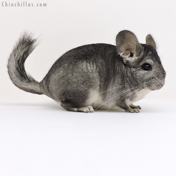 Chinchilla or related item offered for sale or export on Chinchillas.com - 17215 Standard ( Sapphire &  Royal Persian Angora Carrier ) Female Chinchilla