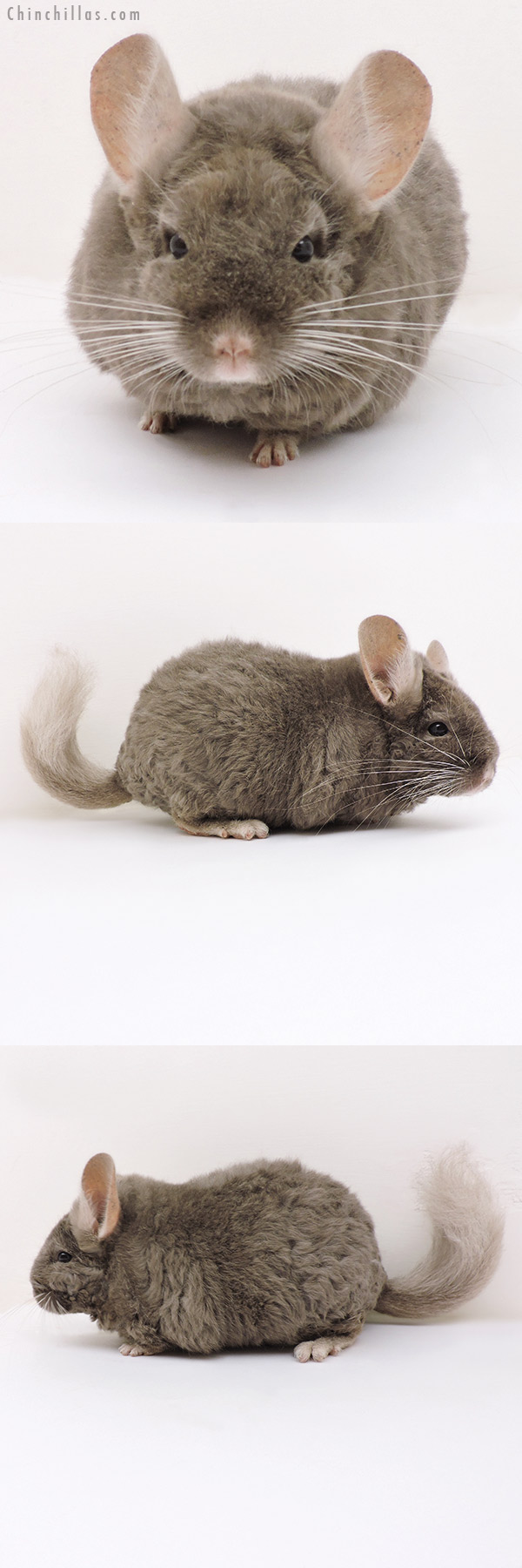 Chinchilla or related item offered for sale or export on Chinchillas.com - 17177 Large Full Locken Tan Female Chinchilla