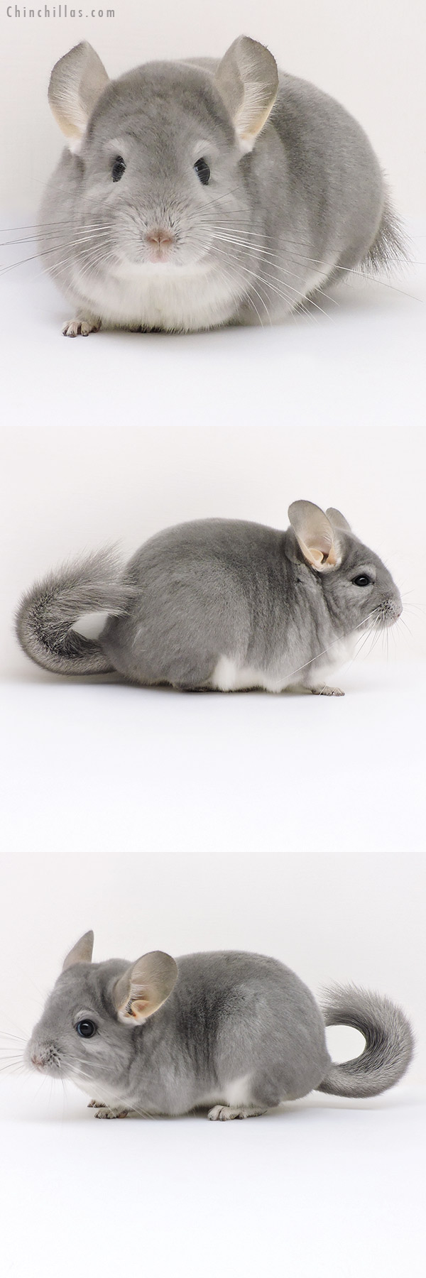 Chinchilla or related item offered for sale or export on Chinchillas.com - 17194 Premium Production Quality Blue Diamond Female Chinchilla