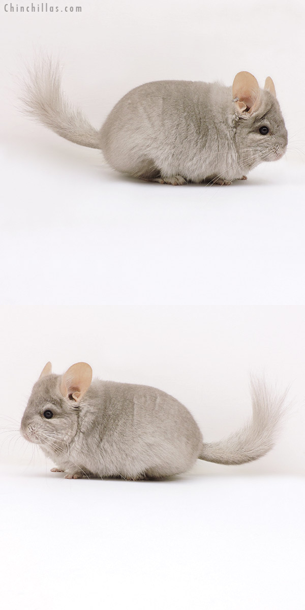 Chinchilla or related item offered for sale or export on Chinchillas.com - 17178 Beige ( Ebony Carrier )  Royal Persian Angora Female Chinchilla