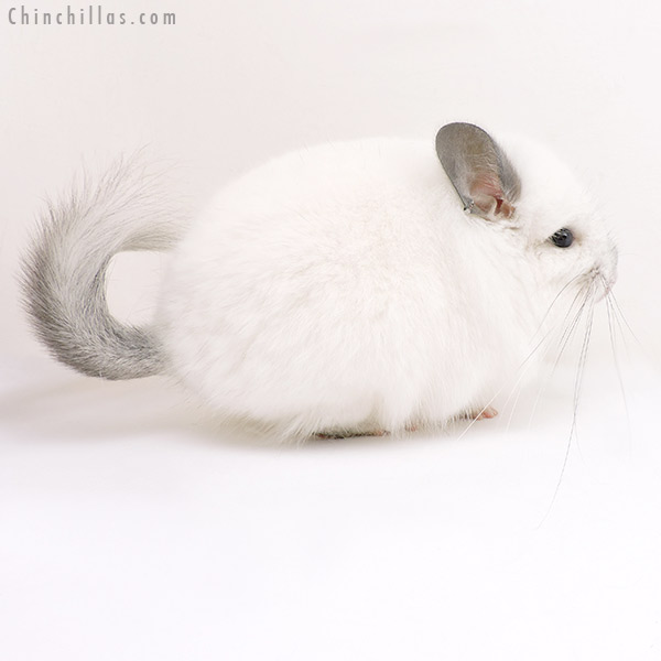 Chinchilla or related item offered for sale or export on Chinchillas.com - 17170 Exceptional Predominantly White  Royal Persian Angora Male Chinchilla