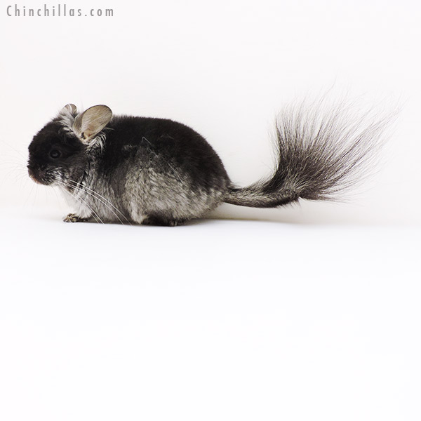 Chinchilla or related item offered for sale or export on Chinchillas.com - 17204 Black Velvet ( Violet Carrier )  Royal Persian Angora Male Chinchilla