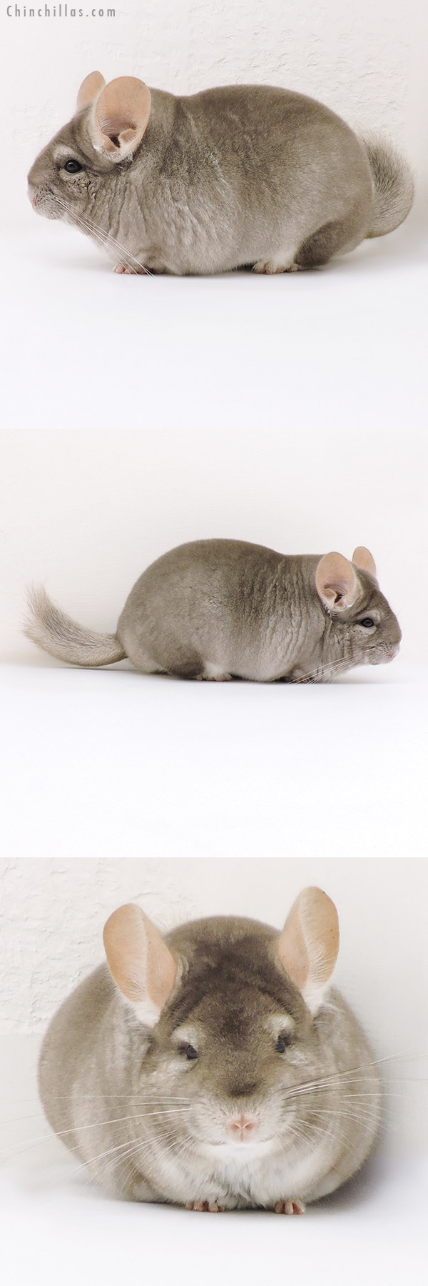 Chinchilla or related item offered for sale or export on Chinchillas.com - 17193 Large Blocky Premium Production Quality Beige Female Chinchilla