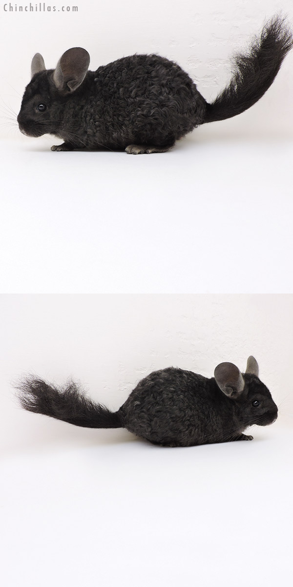 Chinchilla or related item offered for sale or export on Chinchillas.com - 17173 Ebony Full Locken Male Chinchilla