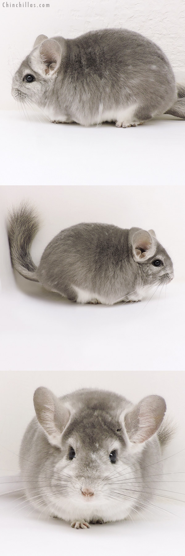 Chinchilla or related item offered for sale or export on Chinchillas.com - 17175 Large Blocky Show Quality Fading Violet Female Chinchilla