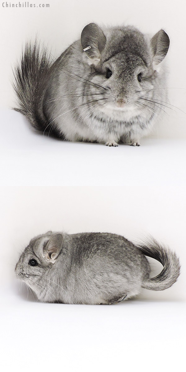 Chinchilla or related item offered for sale or export on Chinchillas.com - 17203 Exceptional Standard  Royal Persian Angora Male Chinchilla
