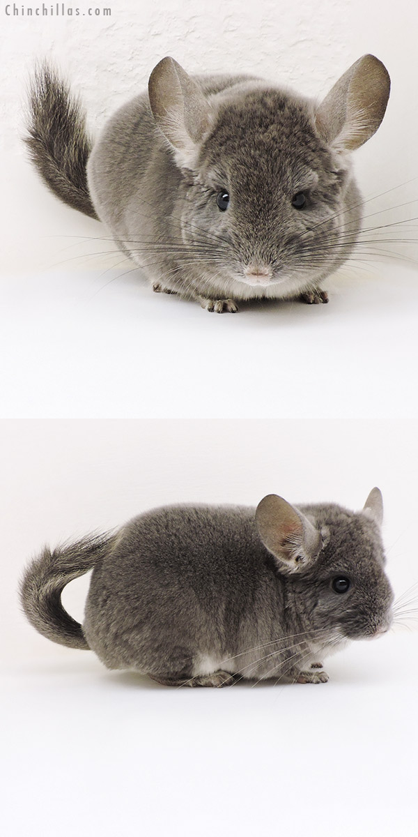 Chinchilla or related item offered for sale or export on Chinchillas.com - 17171 Show Quality TOV Violet Male Chinchilla