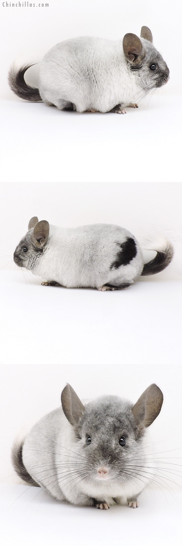 Chinchilla or related item offered for sale or export on Chinchillas.com - 17168 Large Herd Improvement Quality Ebony & White Mosaic Male Chinchilla with Body Spot
